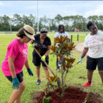 Women planting a young tree together